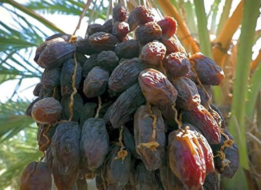 Organic California Medjool Dates - 1 Kg